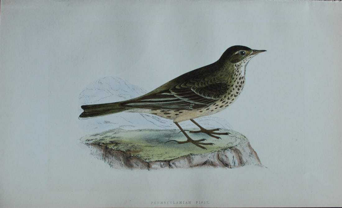 Charles Bree - Hand-coloured engraving of Pennsylvanian Pipit 1866: This hand-coloured wood engraving is from the History of the Birds of Europe, not observed in the British Isles by Charles Robert Bree, FZS and published by Groombridge and Sons, London. 1866, first e