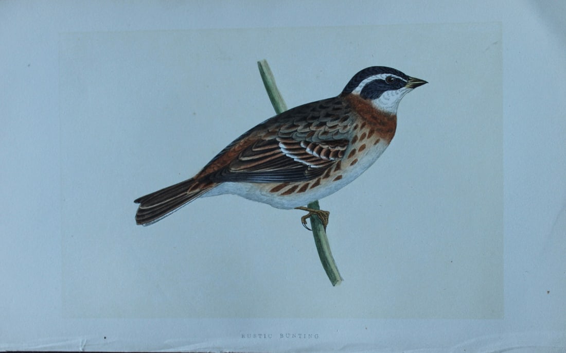Charles Bree - Hand-coloured engraving of Rustic Bunting 1866: This hand-coloured wood engraving is from the History of the Birds of Europe, not observed in the British Isles by Charles Robert Bree, FZS and published by Groombridge and Sons, London. 1866, first e