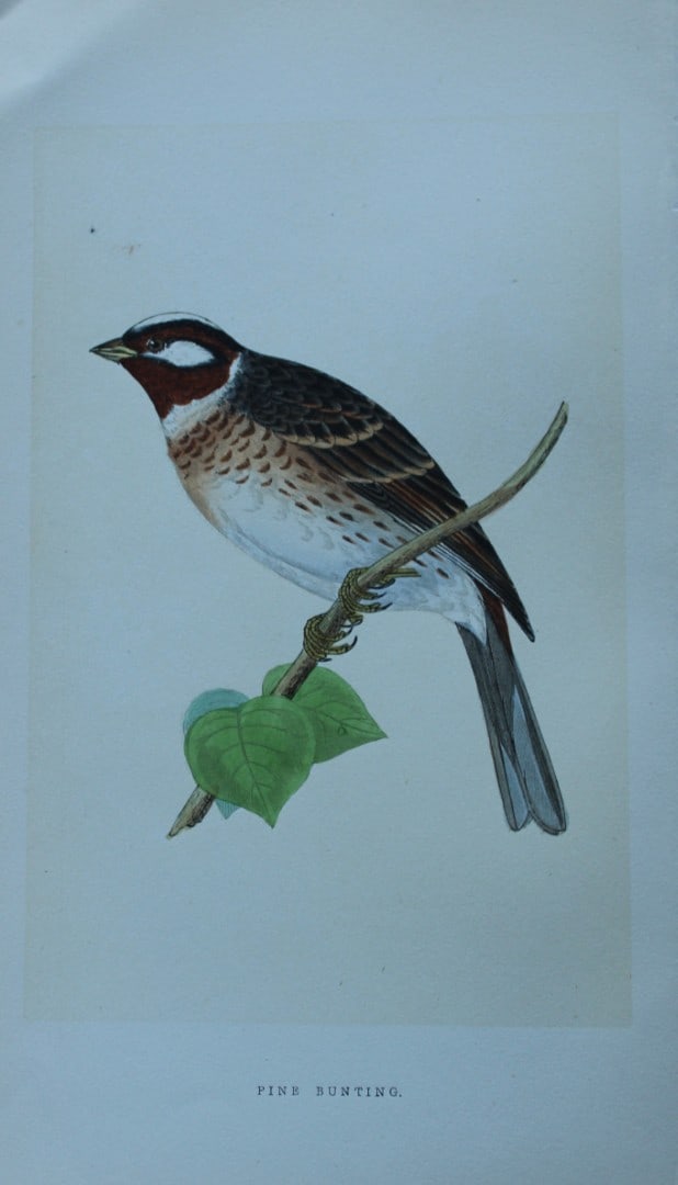 Charles Bree - Hand-coloured engraving of Pine Bunting 1866: This hand-coloured wood engraving is from the History of the Birds of Europe, not observed in the British Isles by Charles Robert Bree, FZS and published by Groombridge and Sons, London. 1866, first e