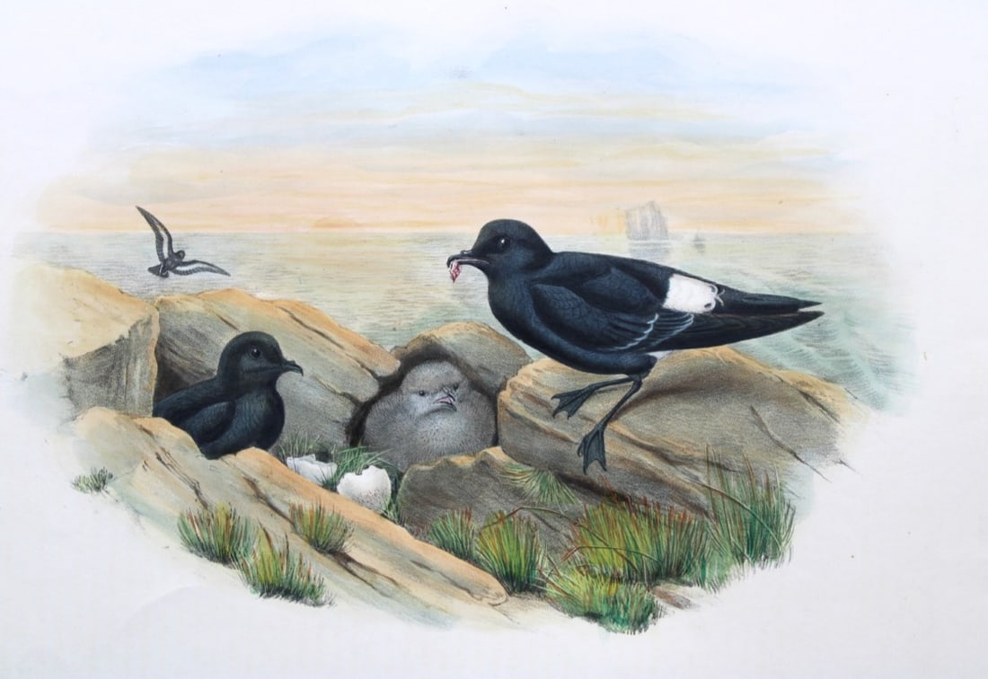 John Gould - Storm Petrel from Birds of Great Britain 1862-73: This original lithograph of the Storm Petrel (Thalassidroma pelagica) is from John Gould's Birds of Great Britain, issued in 25 parts between 1862 and 1873. This plate is number 86 from volume 5 of th