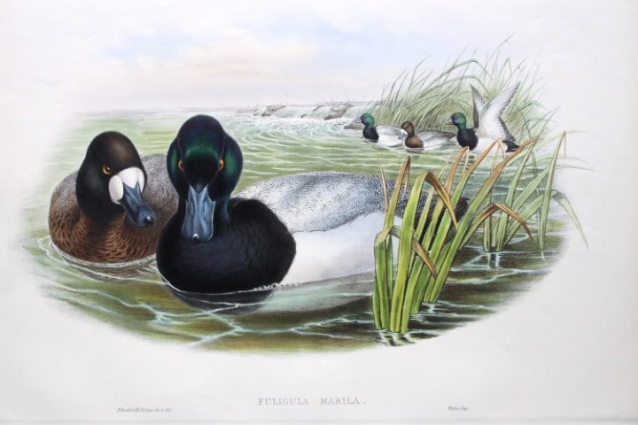 John Gould - Scaup Duck from Birds of Great Britain 1862-73 (1 of 2)