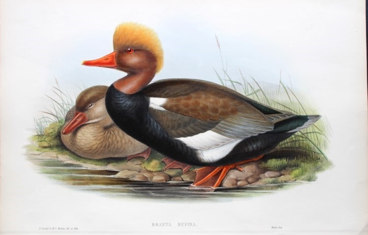 John Gould - Red-crested Duck from Birds of Great Britain 1862-73: This original lithograph of the Red-crested Duck (Branta Rufina) is from John Gould's Birds of Great Britain, issued in 25 parts between 1862 and 1873. This plate is number 22 from volume 5 of this wo