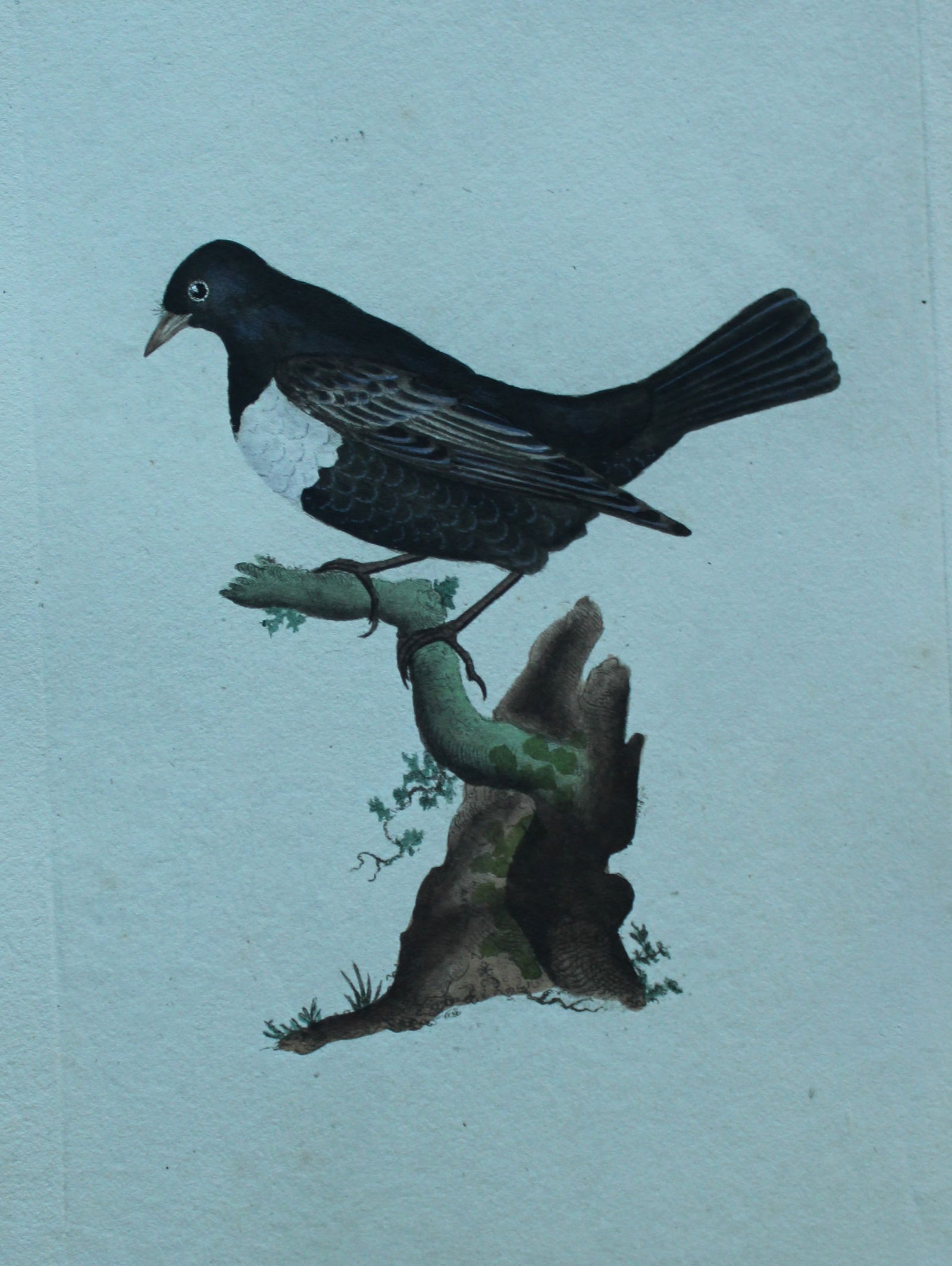 Edward Donovan - Hand-coloured engraving of Ring Ouzel 1794: This hand coloured engraving is from The Natural History of British Birds by Edward Donovan, published in 1794-1819 in London and printed by F & C Rivington. Size: 5 ?in x 9 ? in (14cm x 23.5cm)