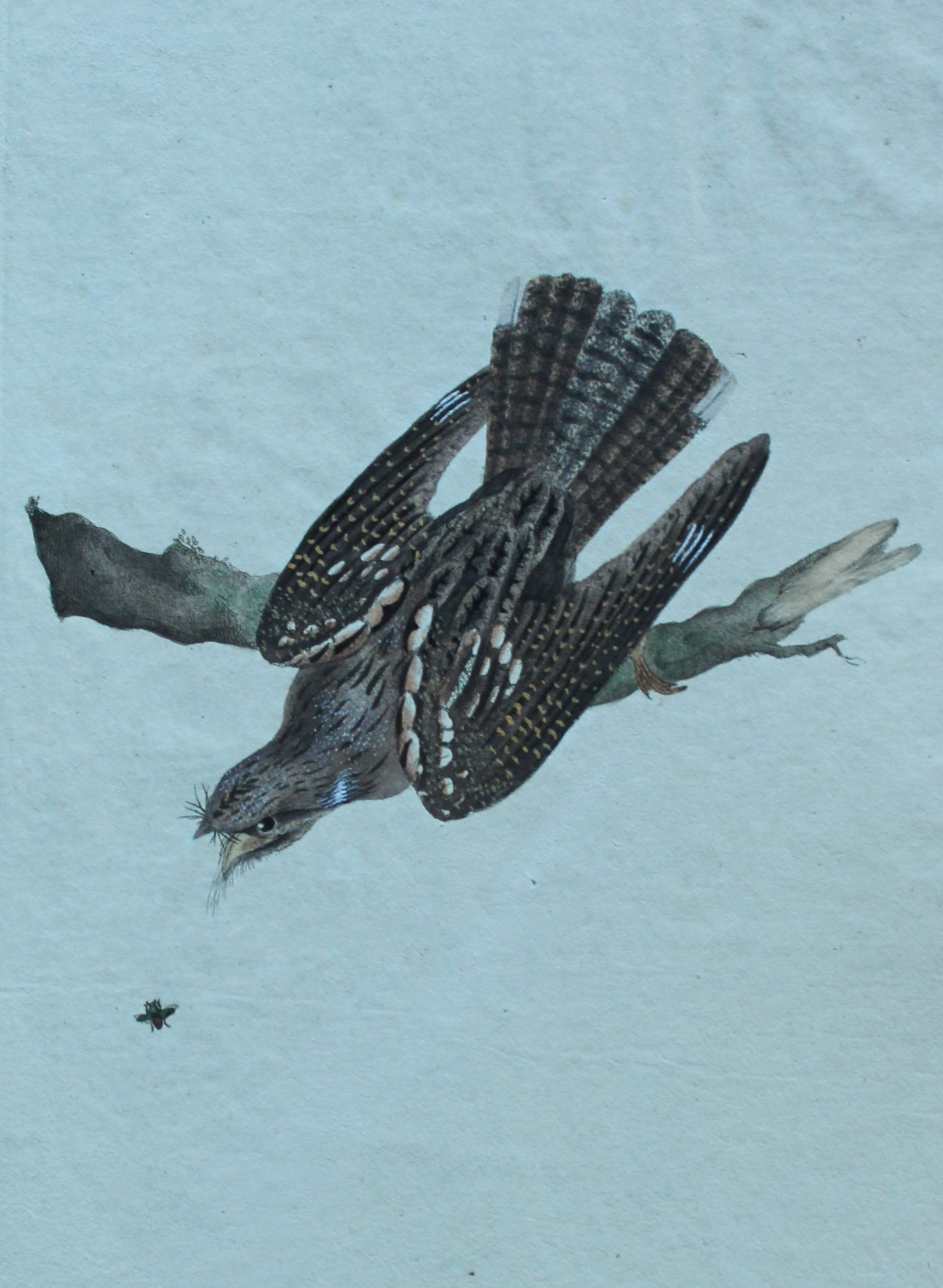 Edward Donovan - Hand-coloured engraving of European Goatsucker 1794: This hand coloured engraving is from The Natural History of British Birds by Edward Donovan, published in 1794-1819 in London and printed by F & C Rivington. Size: 5 ?in x 9 ? in (14cm x 23.5cm)