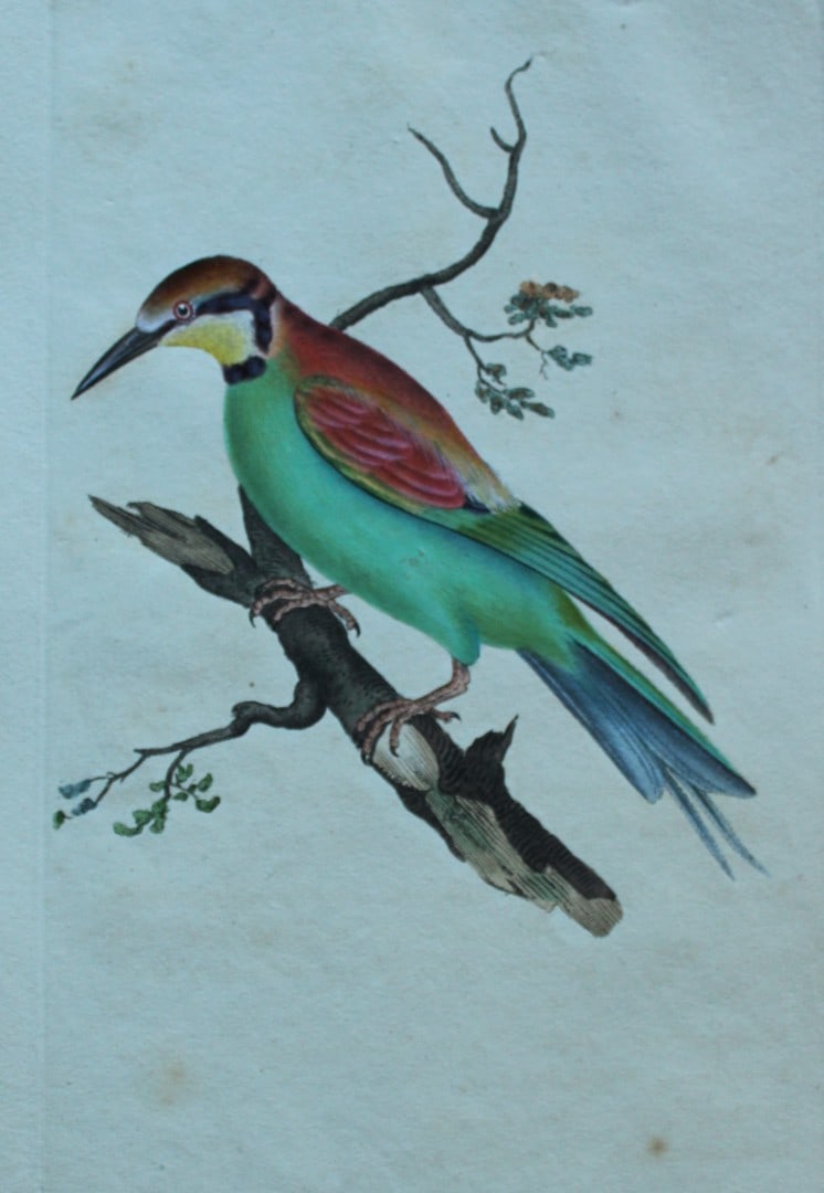 Edward Donovan - Hand-coloured engraving of Common Bee-eater 1794: This hand coloured engraving is from The Natural History of British Birds by Edward Donovan, published in 1794-1819 in London and printed by F & C Rivington. Size: 5 ?in x 9 ? in (14cm x 23.5cm)