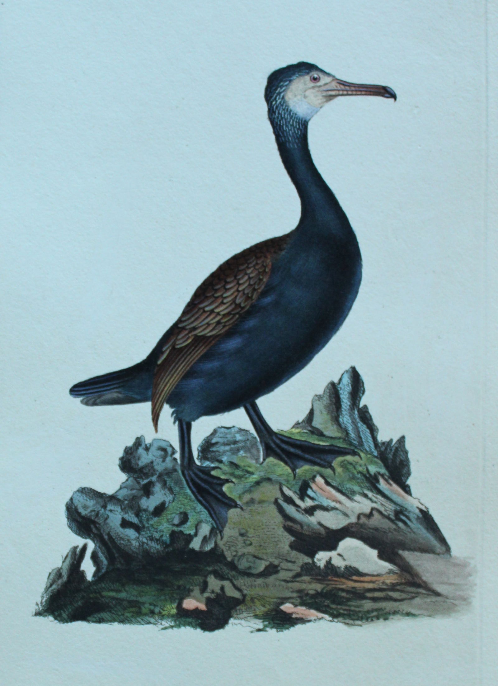 Edward Donovan - Hand-coloured engraving of Cormorant 1794: This hand coloured engraving is from The Natural History of British Birds by Edward Donovan, published in 1794-1819 in London and printed by F & C Rivington. Size: 5 ?in x 9 ? in (14cm x 23.5cm)