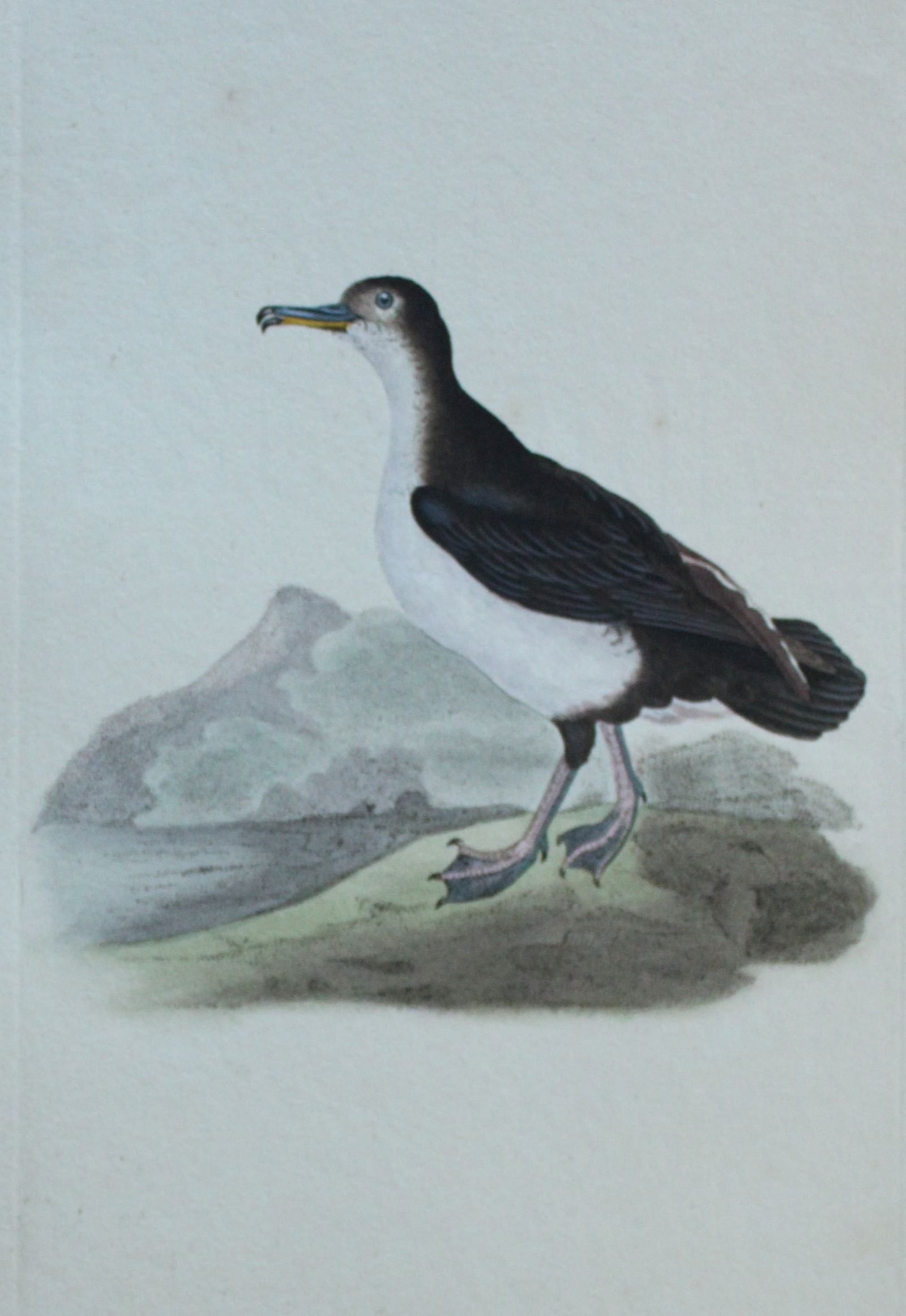 Edward Donovan - Hand-coloured engraving of Shearwater Petrel 1794: This hand coloured engraving is from The Natural History of British Birds by Edward Donovan, published in 1794-1819 in London and printed by F & C Rivington. Size: 5 ?in x 9 ? in (14cm x 23.5cm)