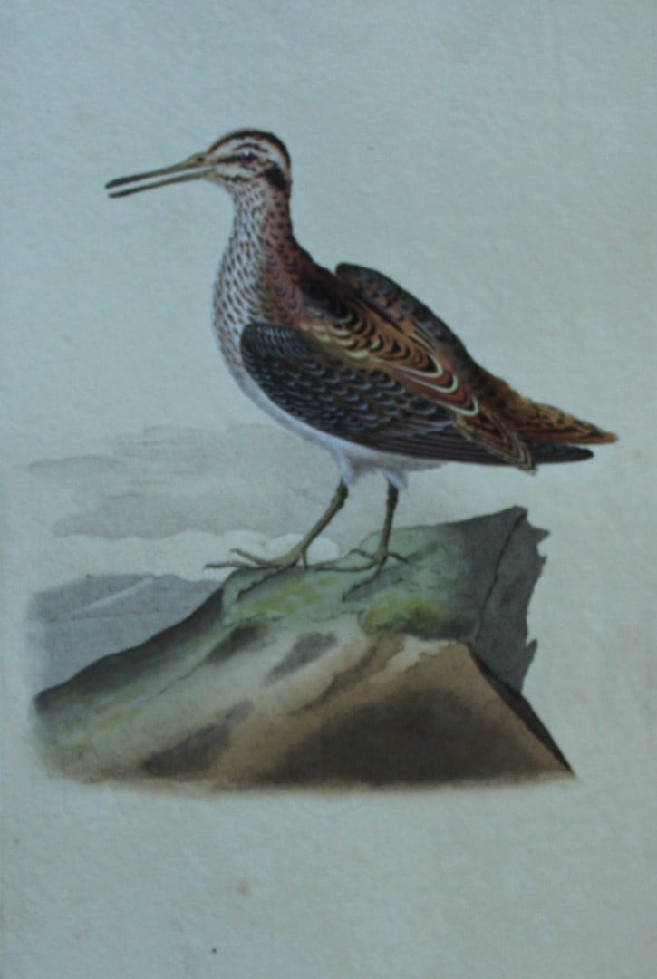 Edward Donovan - Hand-coloured engraving of Jack Snipe 1794: This hand coloured engraving is from The Natural History of British Birds by Edward Donovan, published in 1794-1819 in London and printed by F & C Rivington. Size: 5 ?in x 9 ? in (14cm x 23.5cm)