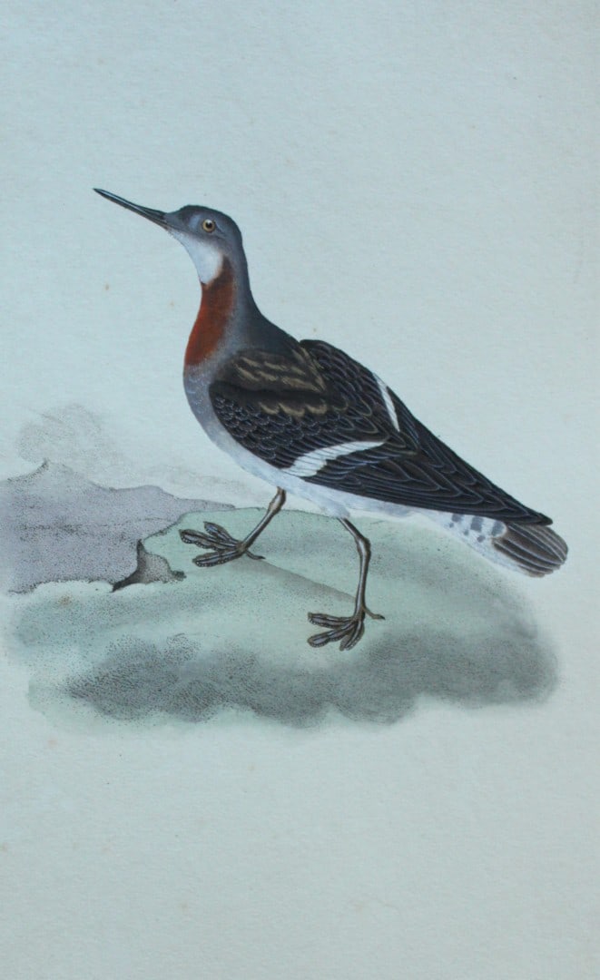 Edward Donovan - Hand-coloured engraving of Grey Phalarope 1794: This hand coloured engraving is from The Natural History of British Birds by Edward Donovan, published in 1794-1819 in London and printed by F & C Rivington. Size: 5 ?in x 9 ? in (14cm x 23.5cm)