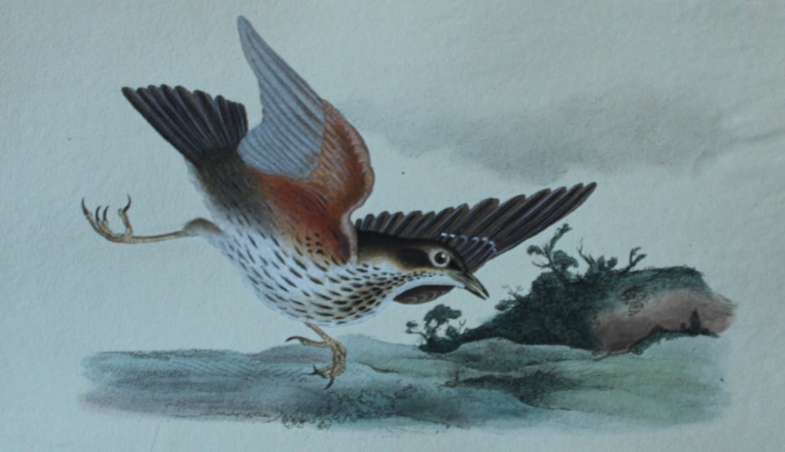 Edward Donovan - Hand-coloured engraving of Redwing 1794: This hand coloured engraving is from The Natural History of British Birds by Edward Donovan, published in 1794-1819 in London and printed by F & C Rivington. Size: 5 ?in x 9 ? in (14cm x 23.5cm)