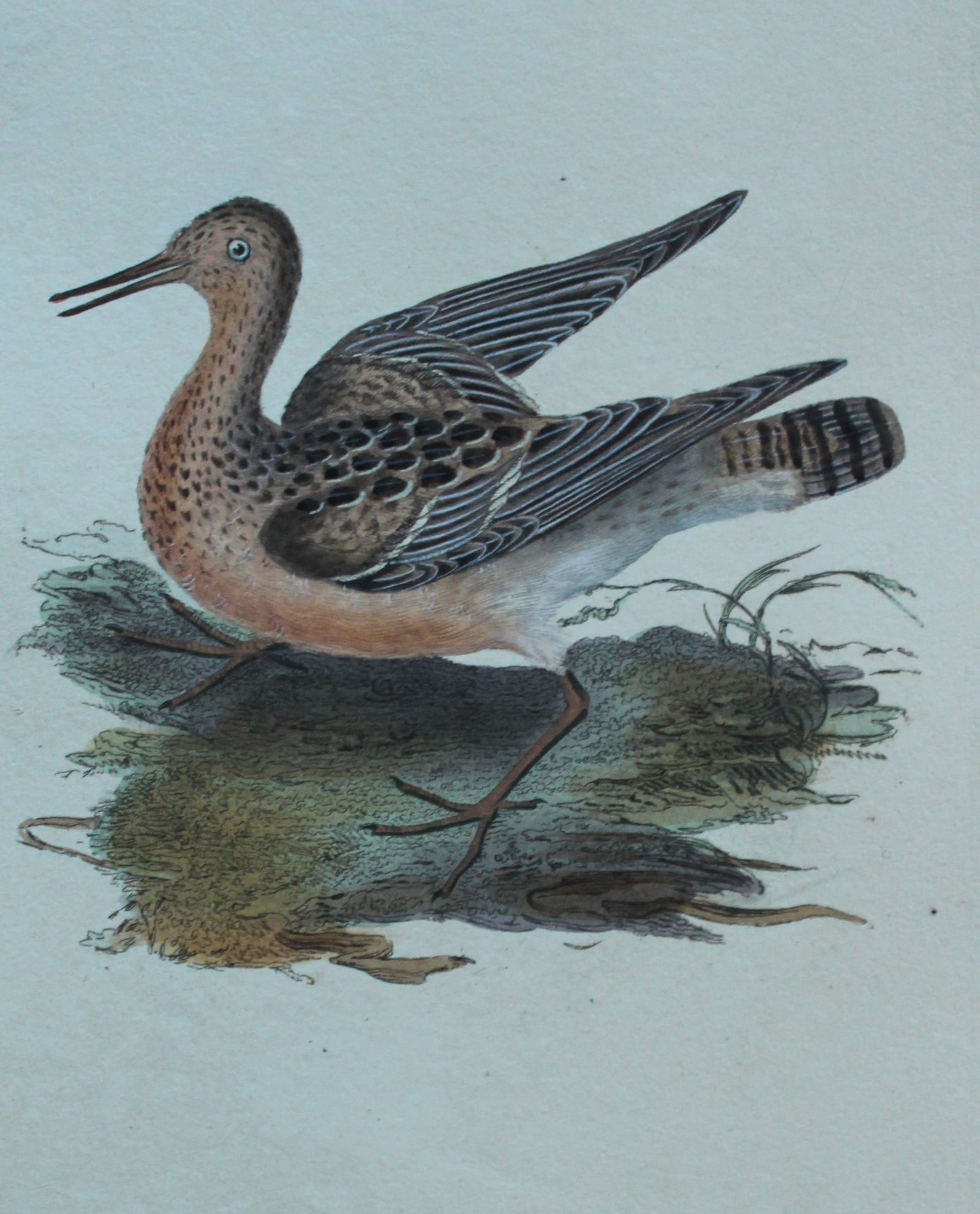 Edward Donovan - Hand-coloured engraving of Reeve or Ruff, female 1794: This hand coloured engraving is from The Natural History of British Birds by Edward Donovan, published in 1794-1819 in London and printed by F & C Rivington. Size: 5 ?in x 9 ? in (14cm x 23.5cm)