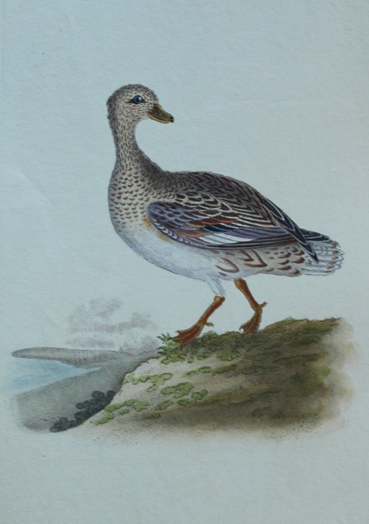 Edward Donovan - Hand-coloured engraving of Gadwall, female 1794: This hand coloured engraving is from The Natural History of British Birds by Edward Donovan, published in 1794-1819 in London and printed by F & C Rivington. Size: 5 ?in x 9 ? in (14cm x 23.5cm)