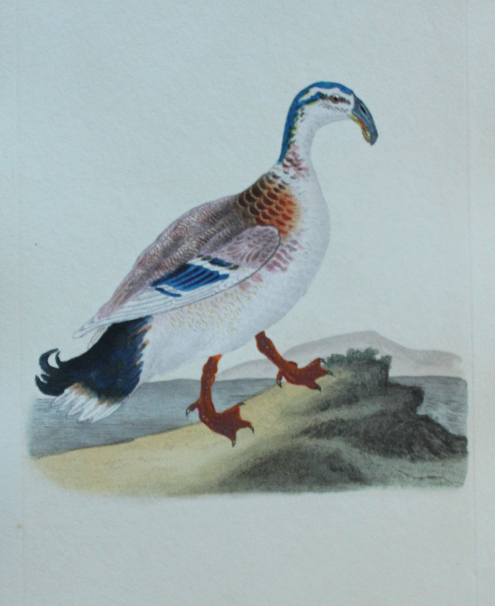 Edward Donovan - Hand-coloured engraving of Hook-billed Duck 1794: This hand coloured engraving is from The Natural History of British Birds by Edward Donovan, published in 1794-1819 in London and printed by F & C Rivington. Size: 5 ?in x 9 ? in (14cm x 23.5cm)
