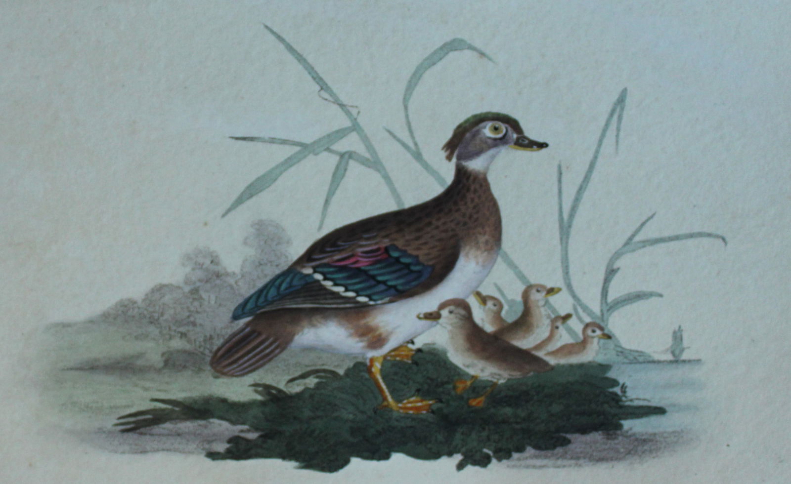 Edward Donovan - Hand-coloured engraving of Summer or Wood Duck, female 1794: This hand coloured engraving is from The Natural History of British Birds by Edward Donovan, published in 1794-1819 in London and printed by F & C Rivington. Size: 5 ?in x 9 ? in (14cm x 23.5cm)