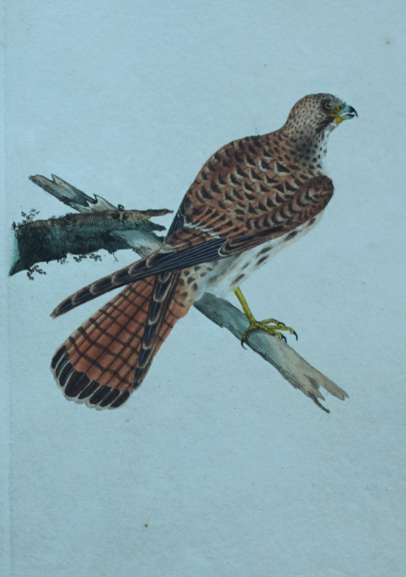 Edward Donovan - Hand-coloured engraving of Kestrel female 1794: This hand coloured engraving is from The Natural History of British Birds by Edward Donovan, published in 1794-1819 in London and printed by F & C Rivington. Size: 5 ?in x 9 ? in (14cm x 23.5cm)