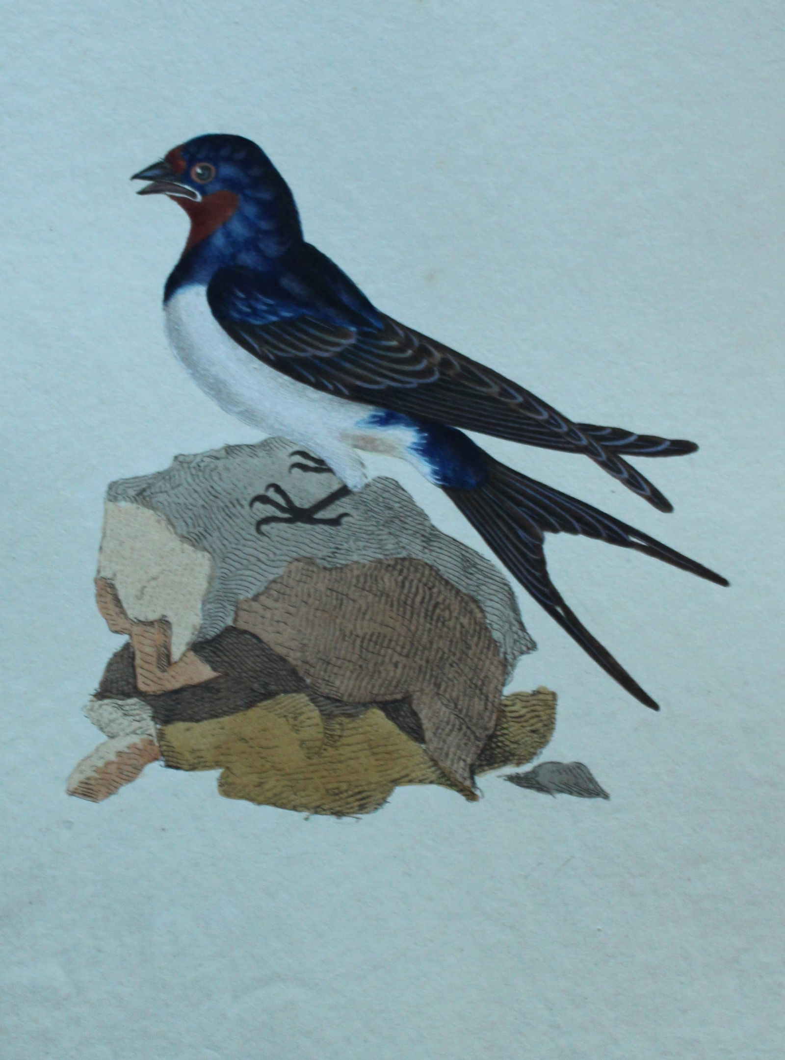 Edward Donovan - Hand-coloured engraving of Swallow 1794: This hand coloured engraving is from The Natural History of British Birds by Edward Donovan, published in 1794-1819 in London and printed by F & C Rivington. Size: 5 ?in x 9 ? in (14cm x 23.5cm)