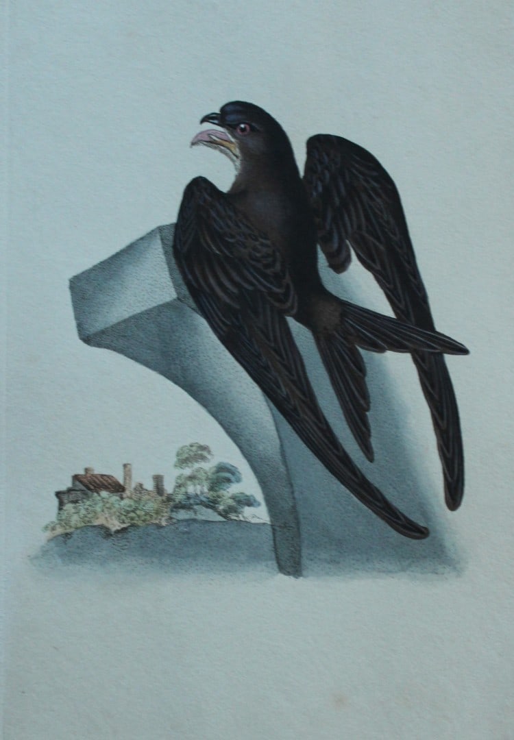 Edward Donovan - Hand-coloured engraving of Swift 1794: This hand coloured engraving is from The Natural History of British Birds by Edward Donovan, published in 1794-1819 in London and printed by F & C Rivington. Size: 5 ?in x 9 ? in (14cm x 23.5cm)