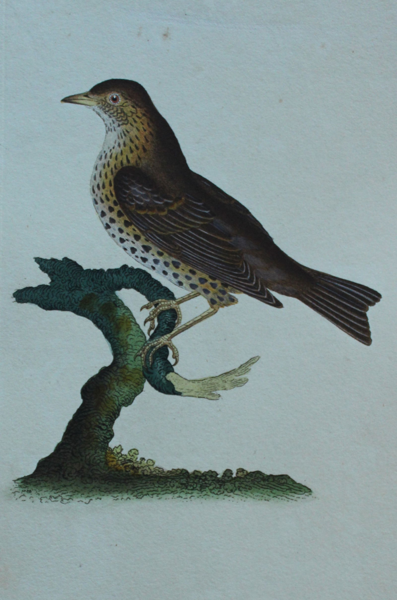 Edward Donovan - Hand-coloured engraving of Song Thrush 1794: This hand coloured engraving is from The Natural History of British Birds by Edward Donovan, published in 1794-1819 in London and printed by F & C Rivington. Size: 5 ?in x 9 ? in (14cm x 23.5cm)