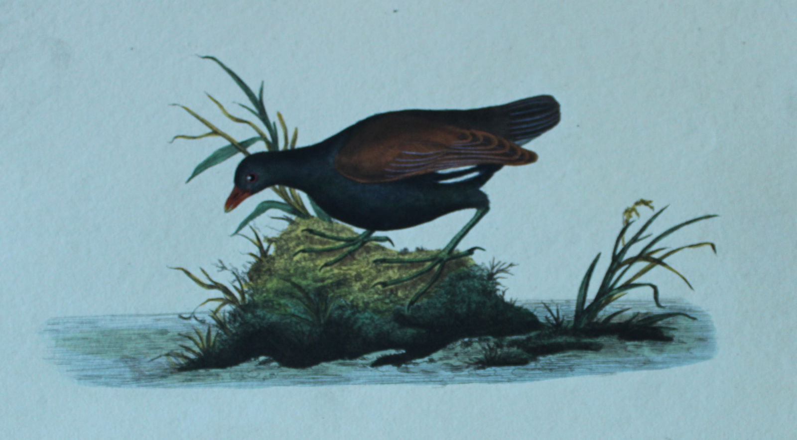 Edward Donovan - Hand-coloured engraving of Common Moorhen or Gallinule 1794: This hand coloured engraving is from The Natural History of British Birds by Edward Donovan, published in 1794-1819 in London and printed by F & C Rivington. Size: 5 ?in x 9 ? in (14cm x 23.5cm)