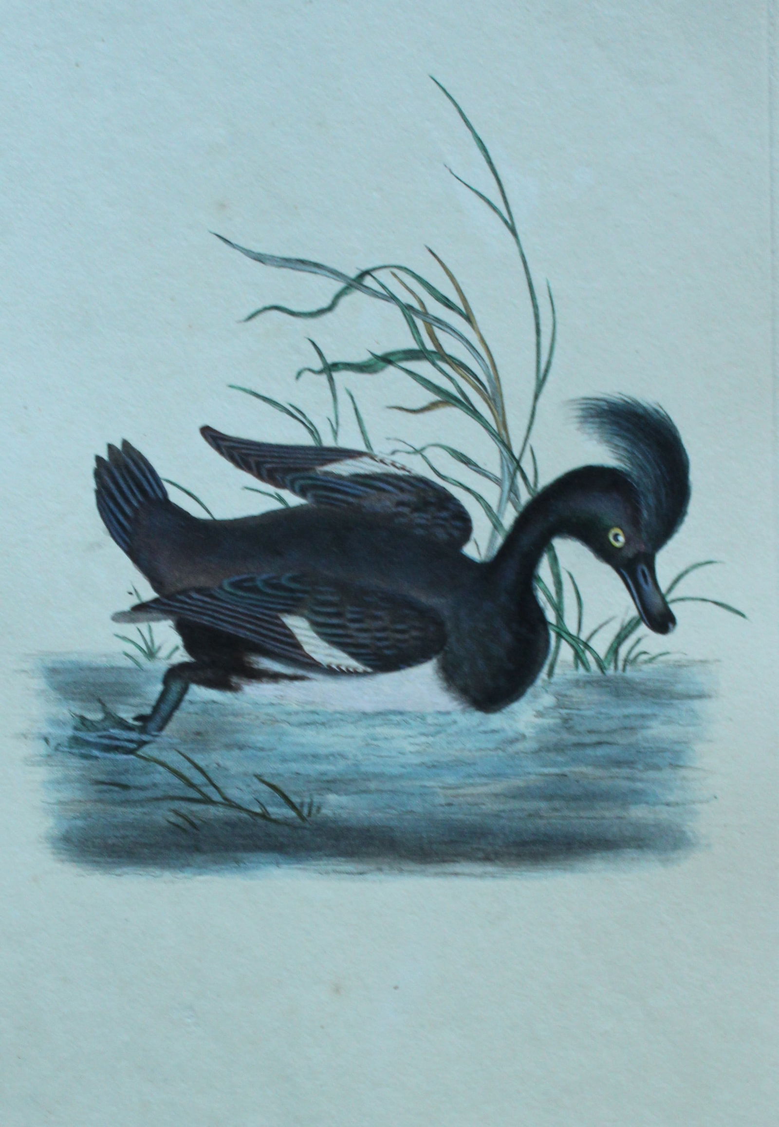 Edward Donovan - Hand-coloured engraving of Tufted Duck 1794: This hand coloured engraving is from The Natural History of British Birds by Edward Donovan, published in 1794-1819 in London and printed by F & C Rivington. Size: 5 ?in x 9 ? in (14cm x 23.5cm)