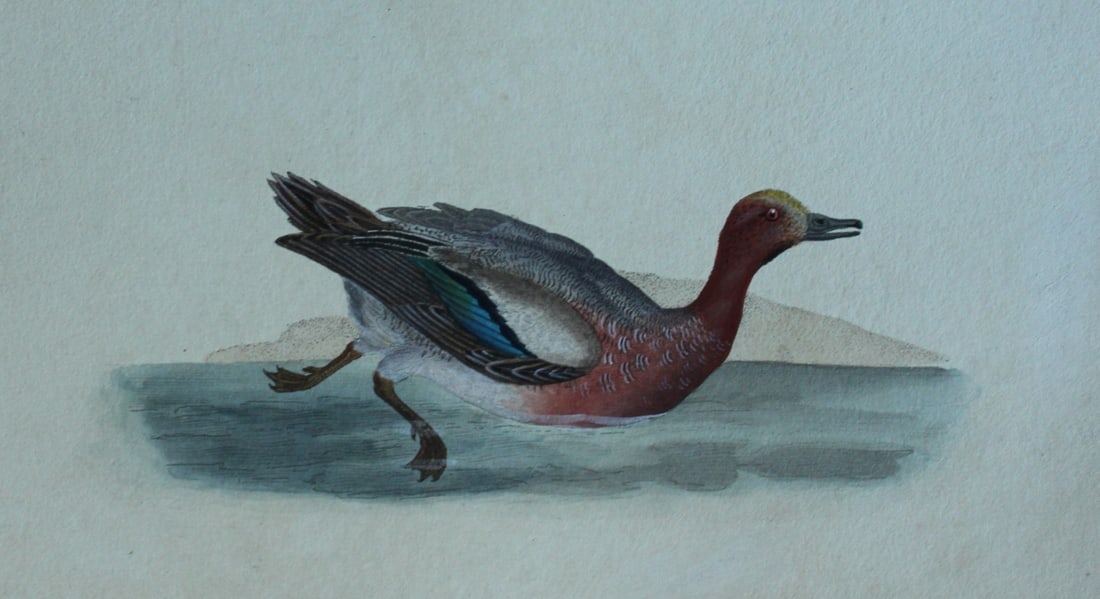 Edward Donovan - Hand-coloured engraving of Wigeon 1794: This hand coloured engraving is from The Natural History of British Birds by Edward Donovan, published in 1794-1819 in London and printed by F & C Rivington. Size: 5 ?in x 9 ? in (14cm x 23.5cm)