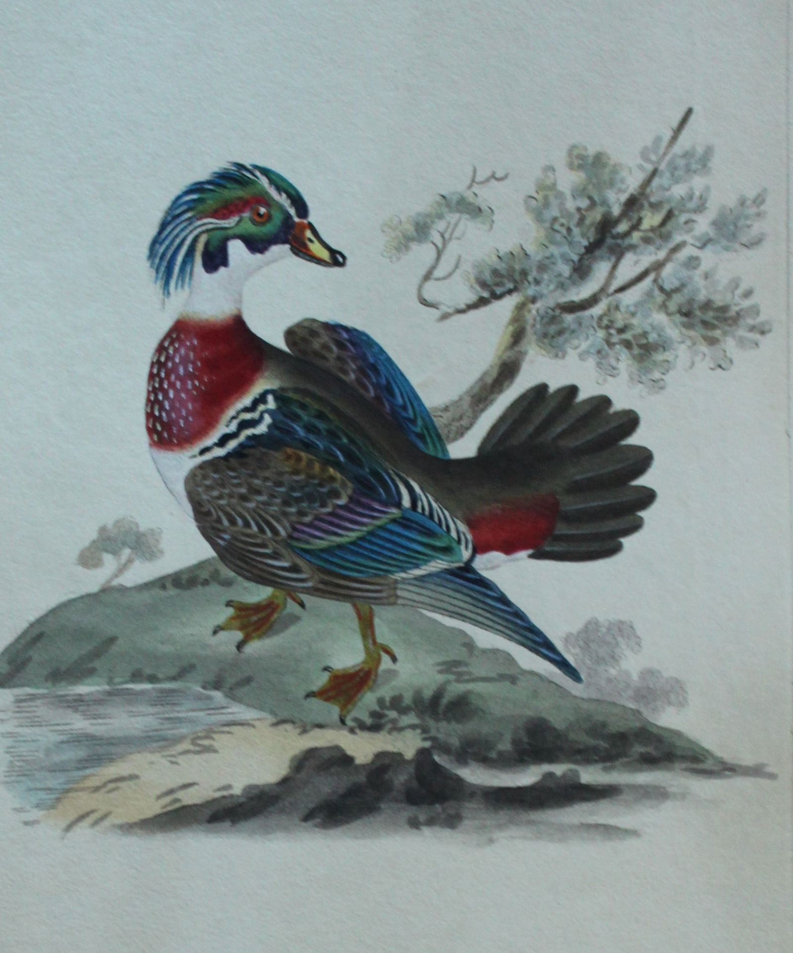 Edward Donovan - Hand-coloured engraving of Summer or Wood Duck, male 1794 (1 of 1)