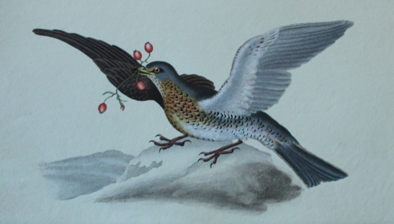 Edward Donovan - Hand-coloured engraving of Fieldfare 1794: This hand coloured engraving is from The Natural History of British Birds by Edward Donovan, published in 1794-1819 in London and printed by F & C Rivington. Size: 5 ?in x 9 ? in (14cm x 23.5cm)