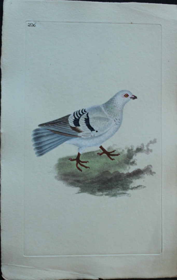 Edward Donovan - Hand-coloured engraving of Silver Tumbler 1794: This hand coloured engraving is from The Natural History of British Birds by Edward Donovan, published in 1794-1819 in London and printed by F & C Rivington. Size: 5 ?in x 9 ? in (14cm x 23.5cm)
