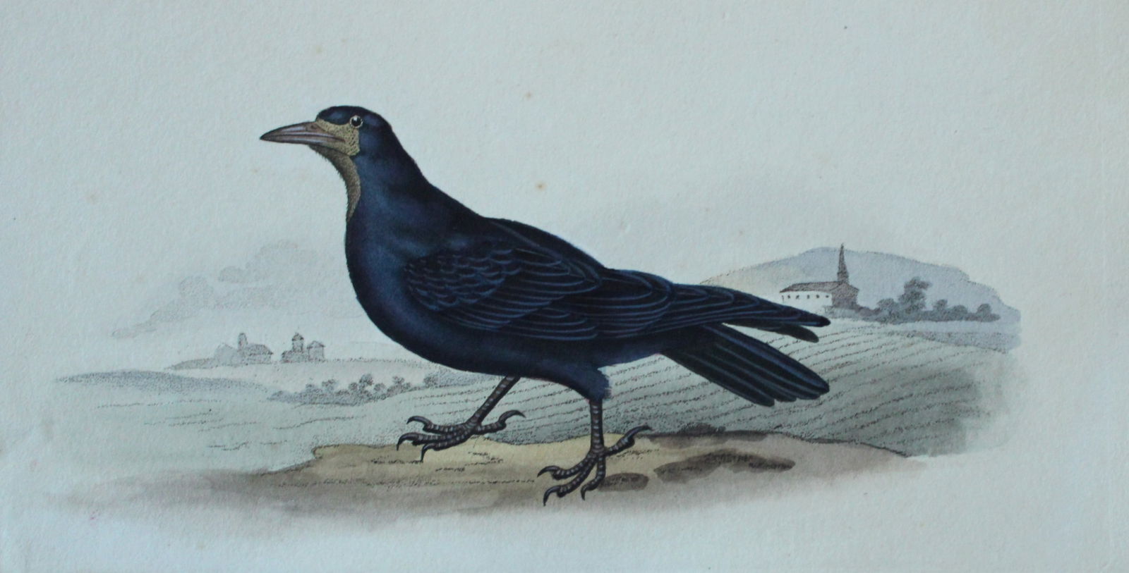 Edward Donovan - Hand-coloured engraving of Rook 1794: This hand coloured engraving is from The Natural History of British Birds by Edward Donovan, published in 1794-1819 in London and printed by F & C Rivington. Size: 5 ?in x 9 ? in (14cm x 23.5cm)