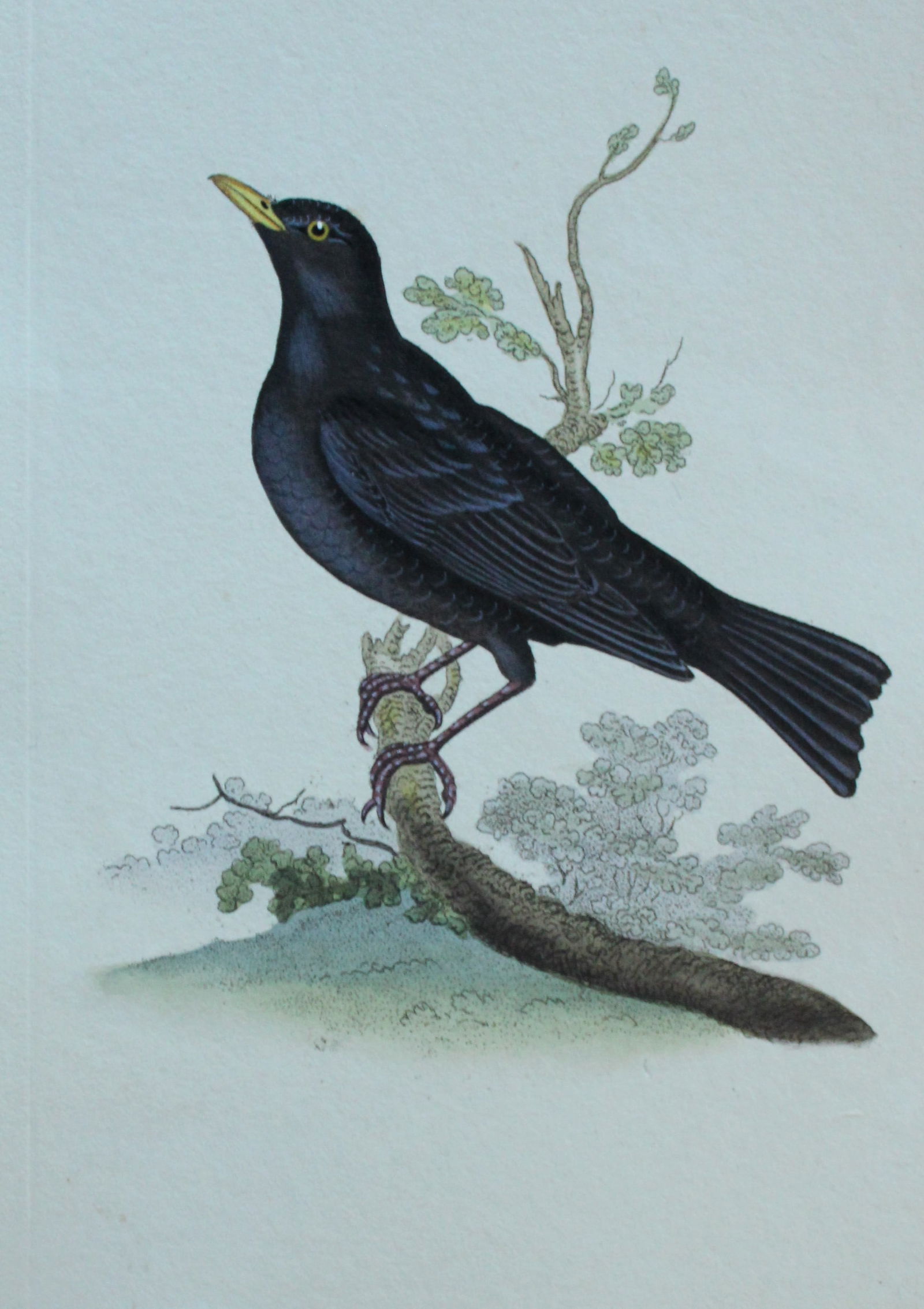 Edward Donovan - Hand-coloured engraving of Blackbird 1794: This hand coloured engraving is from The Natural History of British Birds by Edward Donovan, published in 1794-1819 in London and printed by F & C Rivington. Size: 5 ?in x 9 ? in (14cm x 23.5cm)