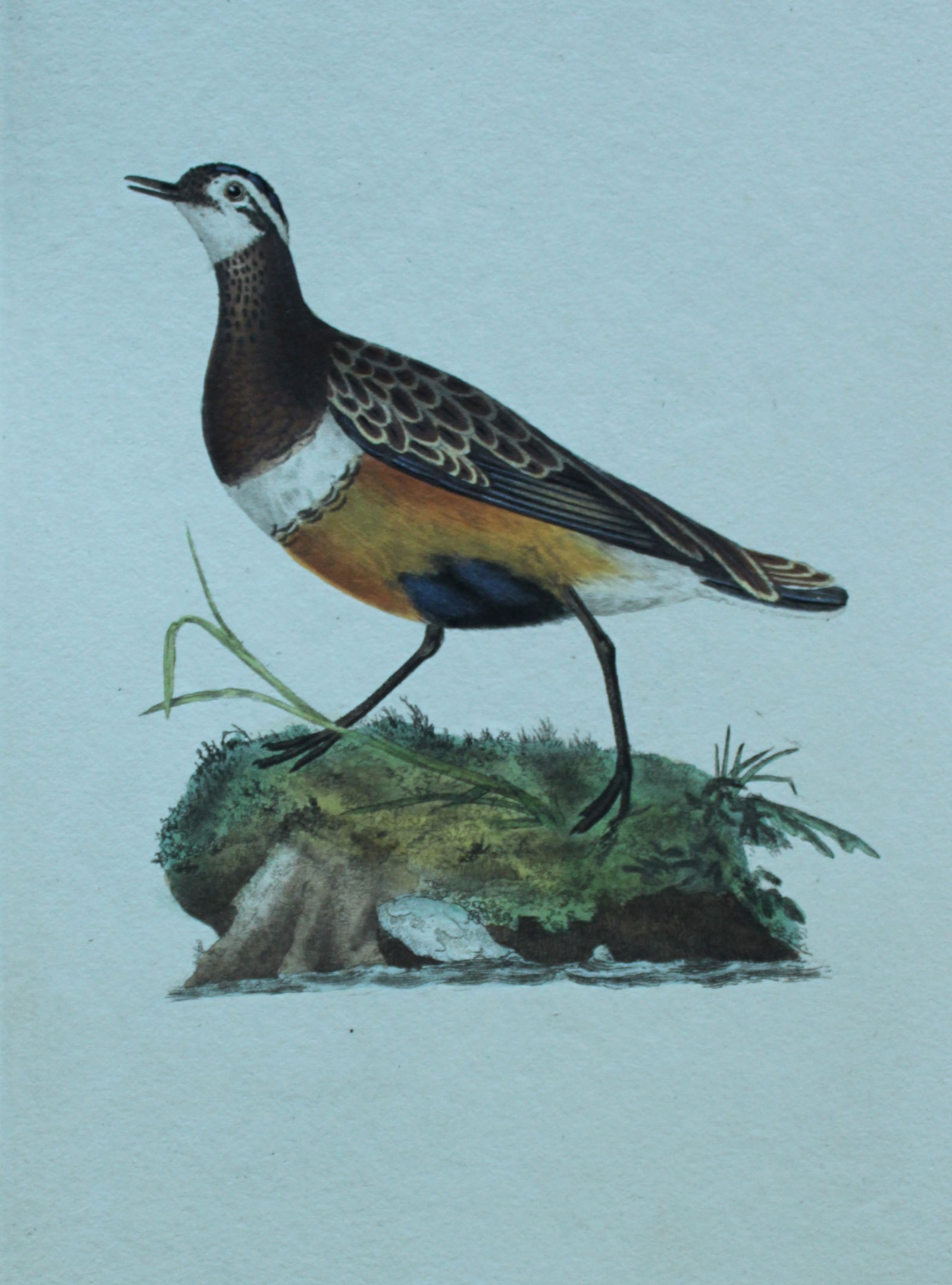 Edward Donovan - Hand-coloured engraving of Dotterel 1794: This hand coloured engraving is from The Natural History of British Birds by Edward Donovan, published in 1794-1819 in London and printed by F & C Rivington. Size: 5 ?in x 9 ? in (14cm x 23.5cm)