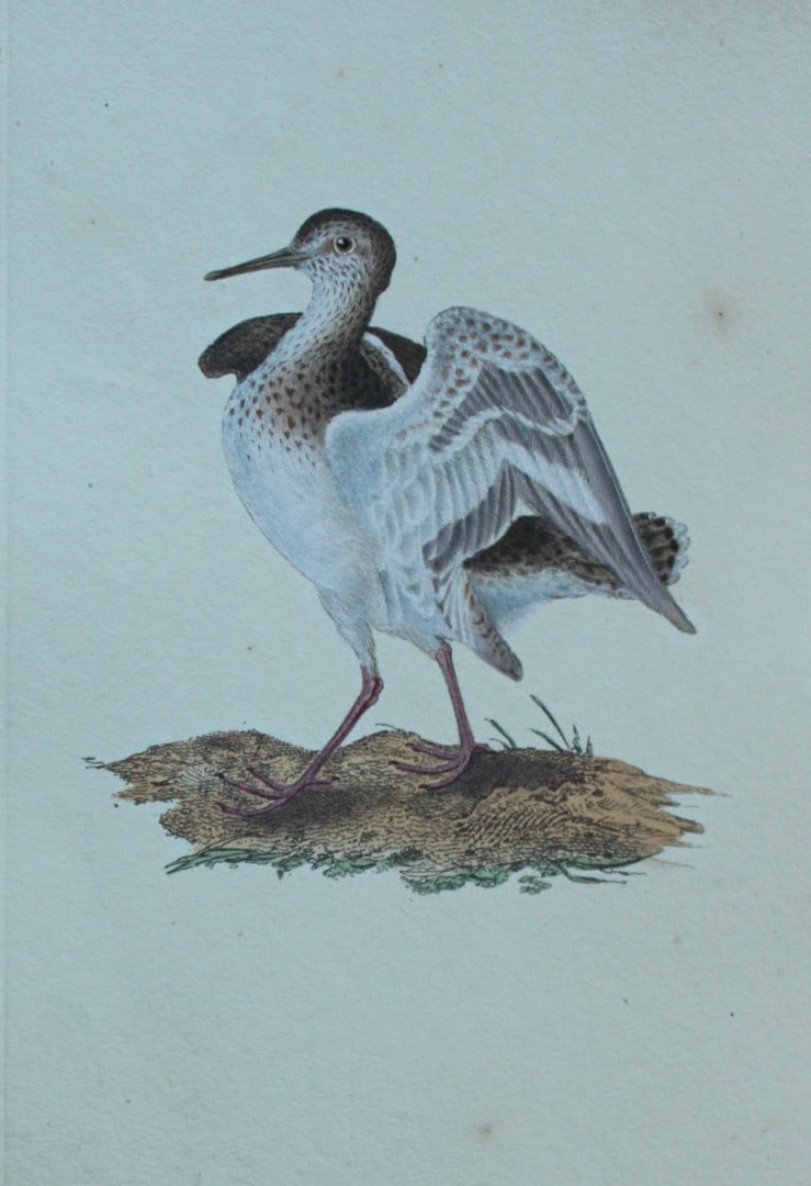 Edward Donovan - Hand-coloured engraving of Common Sandpiper 1794: This hand coloured engraving is from The Natural History of British Birds by Edward Donovan, published in 1794-1819 in London and printed by F & C Rivington. Size: 5 ?in x 9 ? in (14cm x 23.5cm)