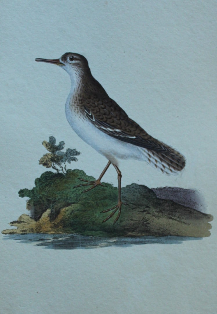 Edward Donovan - Hand-coloured engraving of Spotted Sandpiper 1794: This hand coloured engraving is from The Natural History of British Birds by Edward Donovan, published in 1794-1819 in London and printed by F & C Rivington. Size: 5 ?in x 9 ? in (14cm x 23.5cm)