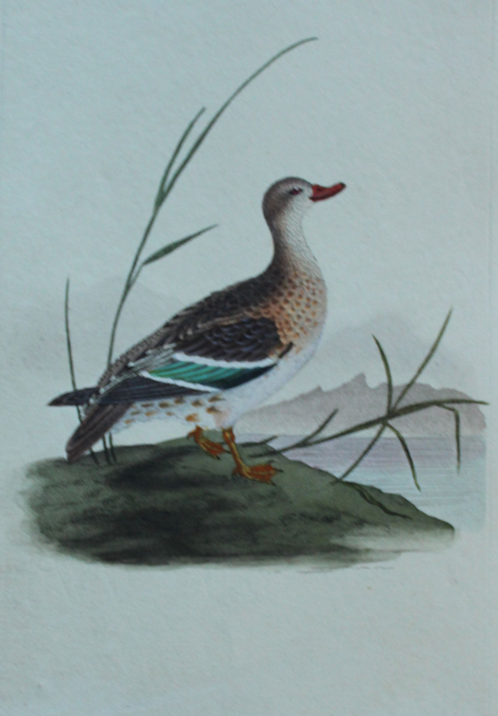 Edward Donovan - Hand-coloured engraving of Teal, female 1794: This hand coloured engraving is from The Natural History of British Birds by Edward Donovan, published in 1794-1819 in London and printed by F & C Rivington. Size: 5 ?in x 9 ? in (14cm x 23.5cm)