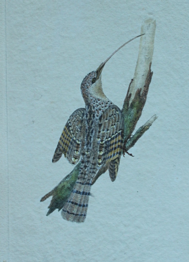 Edward Donovan - Hand-coloured engraving of Common Wryneck 1794: This hand coloured engraving is from The Natural History of British Birds by Edward Donovan, published in 1794-1819 in London and printed by F & C Rivington. Size: 5 ?in x 9 ? in (14cm x 23.5cm)