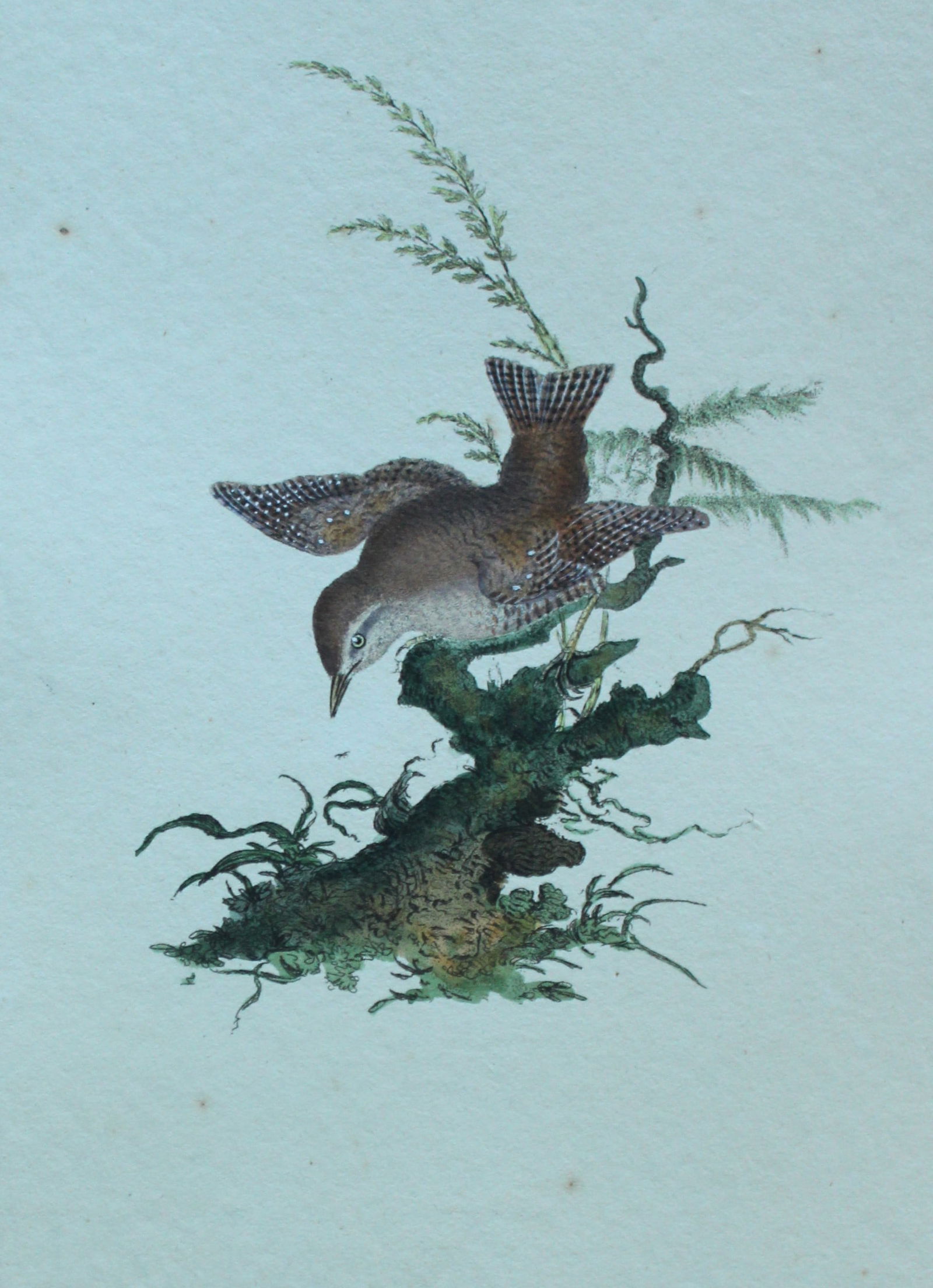 Edward Donovan - Hand-coloured engraving of Wren 1794: This hand coloured engraving is from The Natural History of British Birds by Edward Donovan, published in 1794-1819 in London and printed by F & C Rivington. Size: 5 ?in x 9 ? in (14cm x 23.5cm)