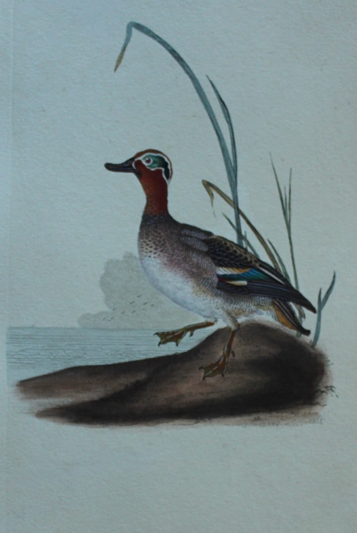 Edward Donovan - Hand-coloured engraving of Teal, male 1794: This hand coloured engraving is from The Natural History of British Birds by Edward Donovan, published in 1794-1819 in London and printed by F & C Rivington. Size: 5 ?in x 9 ? in (14cm x 23.5cm)