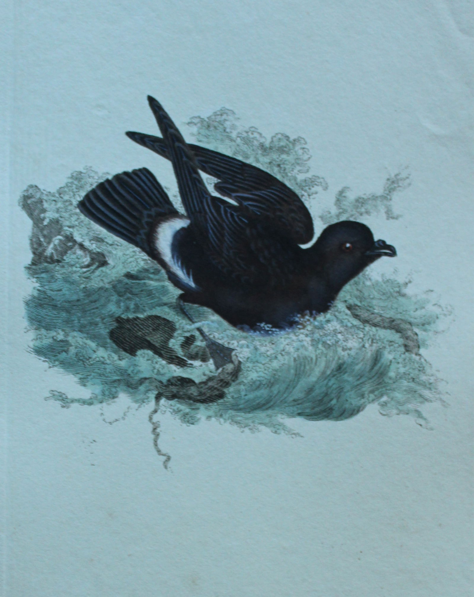 Edward Donovan - Hand-coloured engraving of Stormy Petrel 1794: This hand coloured engraving is from The Natural History of British Birds by Edward Donovan, published in 1794-1819 in London and printed by F & C Rivington. Size: 5 ?in x 9 ? in (14cm x 23.5cm)