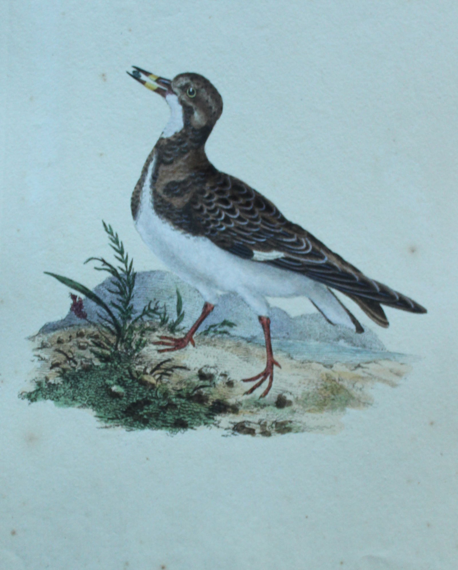 Edward Donovan - Hand-coloured engraving of Turnstone 1794: This hand coloured engraving is from The Natural History of British Birds by Edward Donovan, published in 1794-1819 in London and printed by F & C Rivington. Size: 5 ?in x 9 ? in (14cm x 23.5cm)