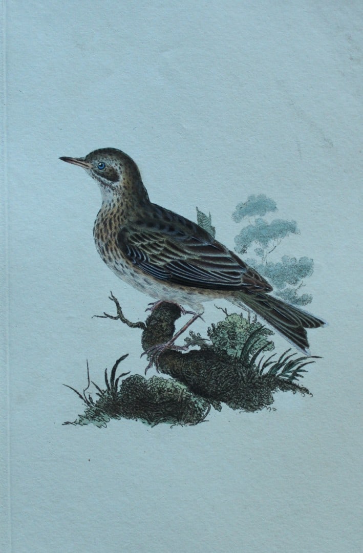 Edward Donovan - Hand-coloured engraving of Field Lark 1794: This hand coloured engraving is from The Natural History of British Birds by Edward Donovan, published in 1794-1819 in London and printed by F & C Rivington. Size: 5 ?in x 9 ? in (14cm x 23.5cm)