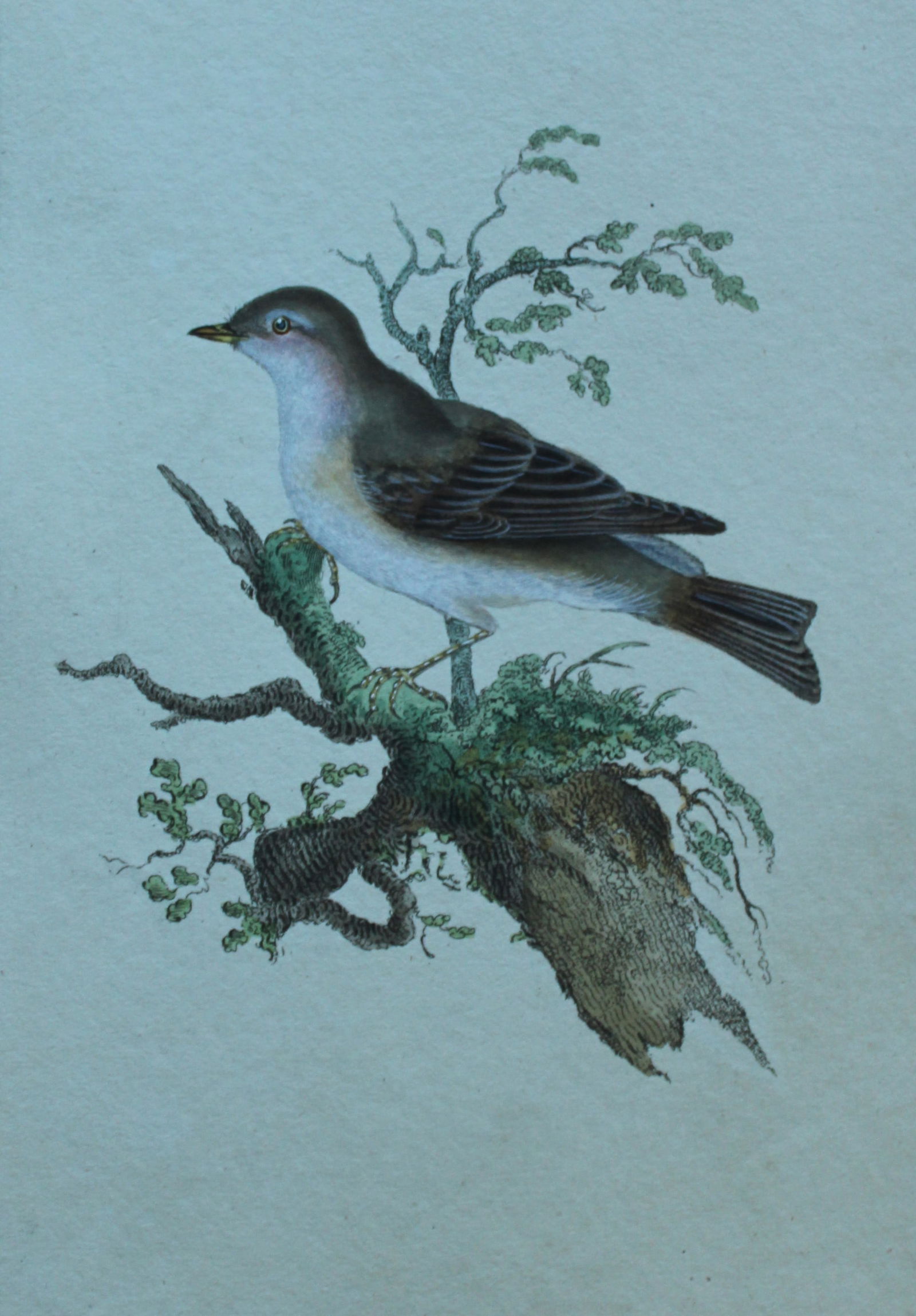 Edward Donovan - Hand-coloured engraving of Greater Petty Chaps 1794: This hand coloured engraving is from The Natural History of British Birds by Edward Donovan, published in 1794-1819 in London and printed by F & C Rivington. Size: 5 ?in x 9 ? in (14cm x 23.5cm)