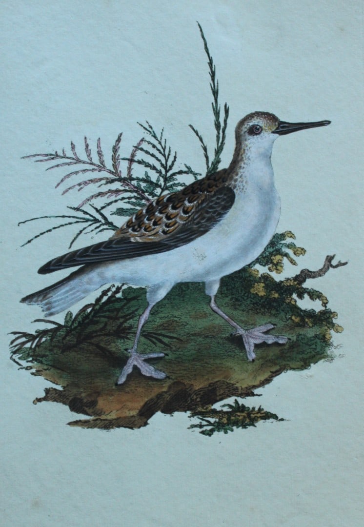 Edward Donovan - Hand-coloured engraving of Red Phalarope 1794: This hand coloured engraving is from The Natural History of British Birds by Edward Donovan, published in 1794-1819 in London and printed by F & C Rivington. Size: 5 ?in x 9 ? in (14cm x 23.5cm)