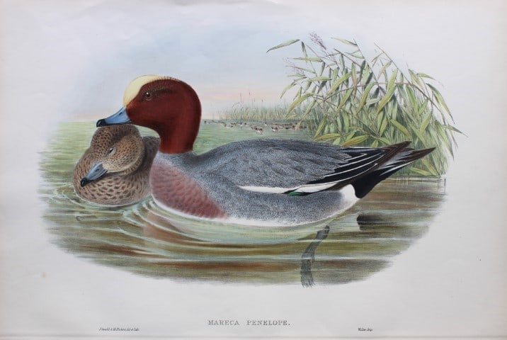 John Gould - Widgeon from Birds of Great Britain 1862-73: This original lithograph of the Widgeon (Mareca penelope) is from John Gould's Birds of Great Britain, issued in 25 parts between 1862 and 1873. This plate is number 13 from volume 5 of this work and