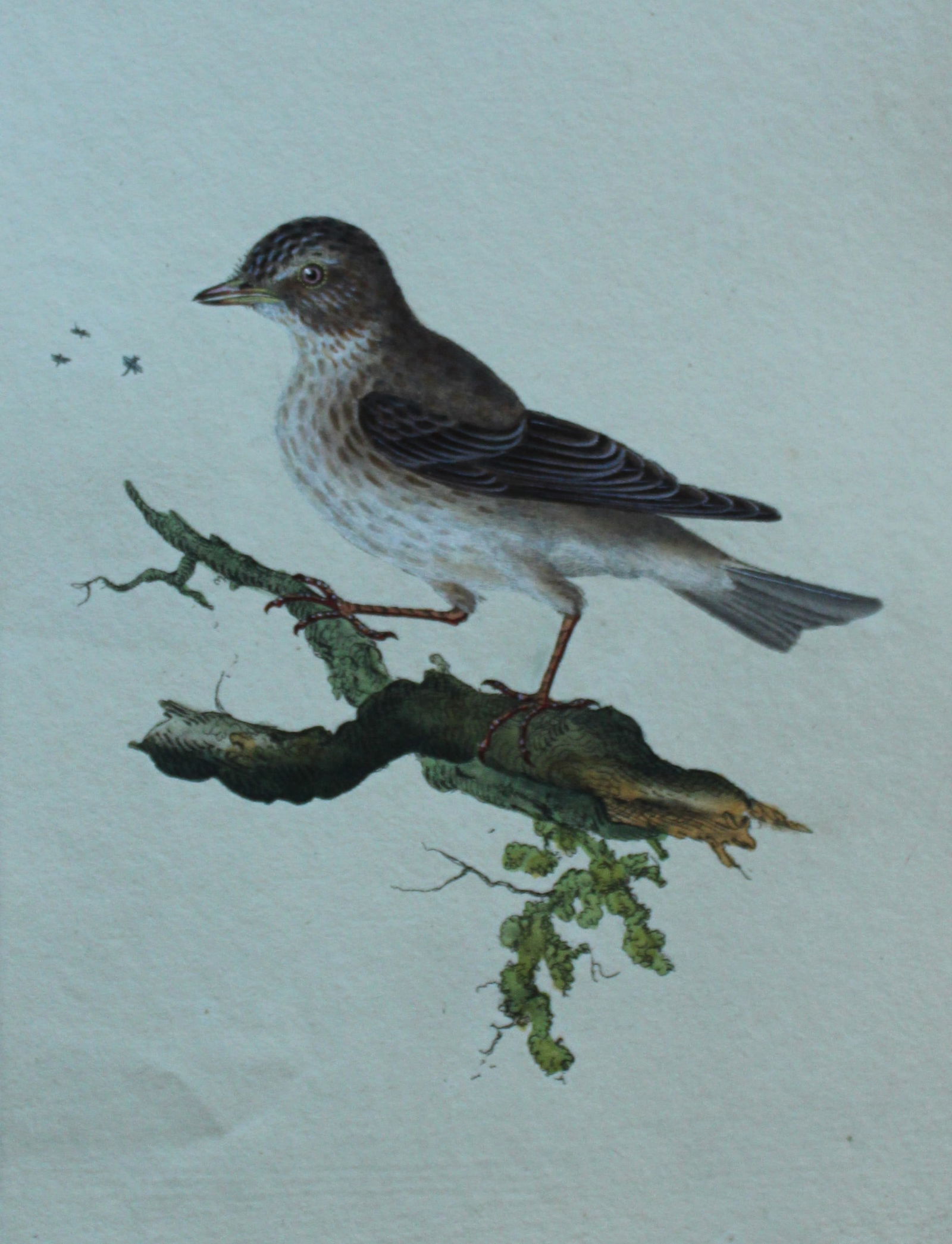 Edward Donovan - Hand-coloured engraving of Spotted Fly Catcher 1794: This hand coloured engraving is from The Natural History of British Birds by Edward Donovan, published in 1794-1819 in London and printed by F & C Rivington. Size: 5 ?in x 9 ? in (14cm x 23.5cm)