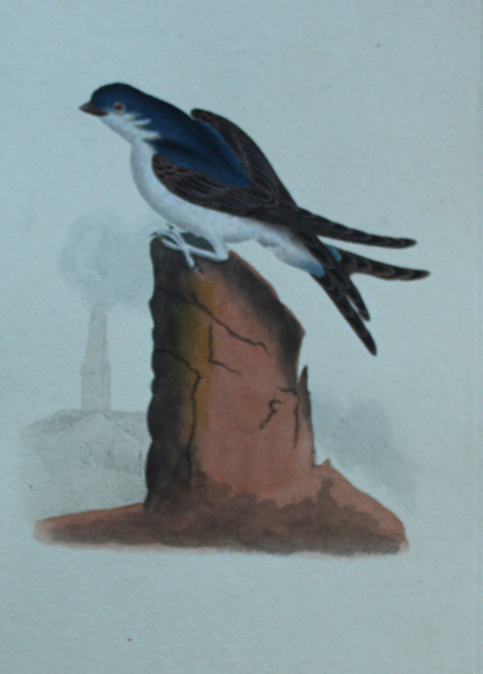 Edward Donovan - Hand-coloured engraving of House Martin 1794: This hand coloured engraving is from The Natural History of British Birds by Edward Donovan, published in 1794-1819 in London and printed by F & C Rivington. Size: 5 ?in x 9 ? in (14cm x 23.5cm)