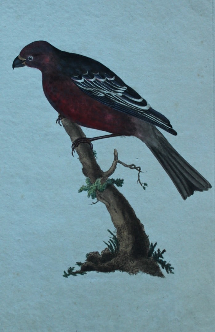 Edward Donovan - Hand-coloured engraving of Pine Grosbeak 1794: This hand coloured engraving is from The Natural History of British Birds by Edward Donovan, published in 1794-1819 in London and printed by F & C Rivington. Size: 5 ?in x 9 ? in (14cm x 23.5cm)