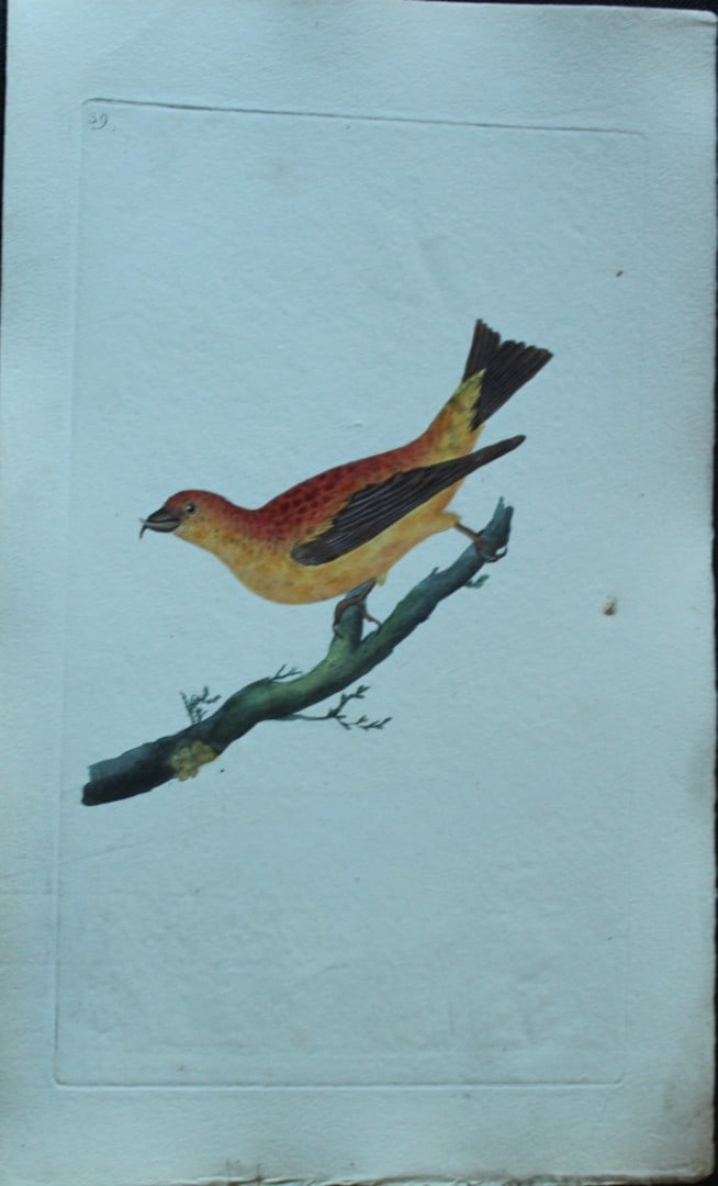 Edward Donovan - Hand-coloured engraving of Common Crossbill 1794: This hand coloured engraving is from The Natural History of British Birds by Edward Donovan, published in 1794-1819 in London and printed by F & C Rivington. Size: 5 ?in x 9 ? in (14cm x 23.5cm)