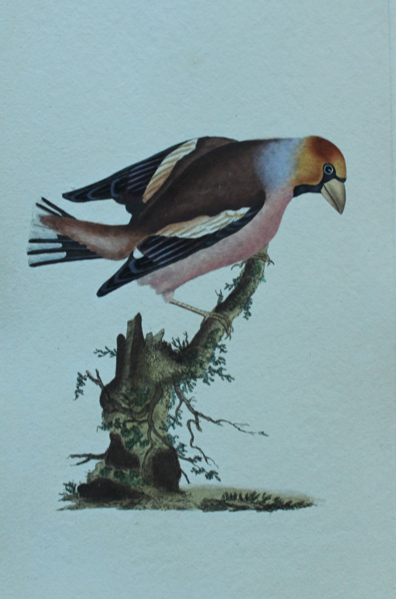 Edward Donovan - Hand-coloured engraving of Haw Grosbeak 1794: This hand coloured engraving is from The Natural History of British Birds by Edward Donovan, published in 1794-1819 in London and printed by F & C Rivington. Size: 5 ?in x 9 ? in (14cm x 23.5cm)