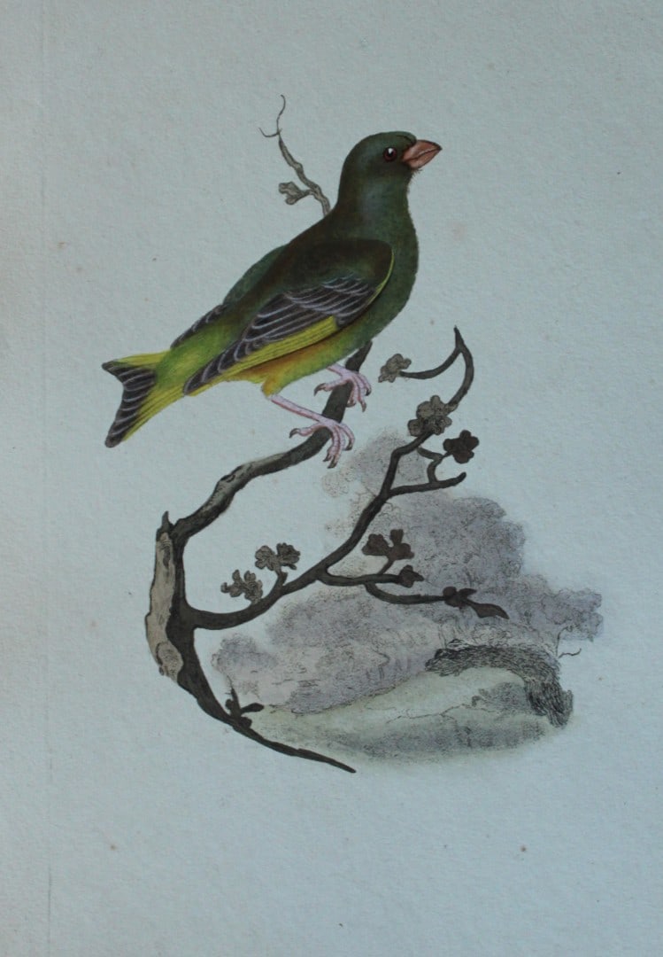 Edward Donovan - Hand-coloured engraving of Greenfinch 1794: This hand coloured engraving is from The Natural History of British Birds by Edward Donovan, published in 1794-1819 in London and printed by F & C Rivington. Size: 5 ?in x 9 ? in (14cm x 23.5cm)