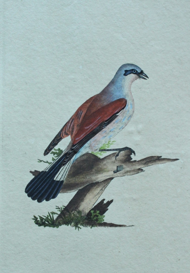 Edward Donovan - Hand-coloured engraving of Red-backed Shrike, male 1794: This hand coloured engraving is from The Natural History of British Birds by Edward Donovan, published in 1794-1819 in London and printed by F & C Rivington. Size: 5 ?in x 9 ? in (14cm x 23.5cm)